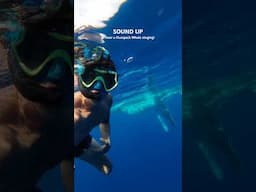 SOUND UP to hear a Humpack Whale singing 🐳 What an encounter I just had in Moorea, French Polynesia