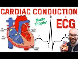 Heart Conduction System & ECG (EKG)