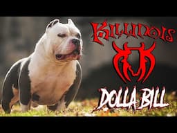 THE BADDEST AMERICAN BULLY IN THE WORLD !!!!