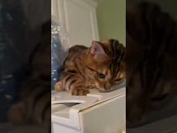 Fridge #speech #cat #henrythebengal #catbreed #bengalcatsworld #bengalcat #catsofyoutube #funnycats