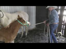 Halter Training a 7 Week Old Filly  Low Stress Low Expectations