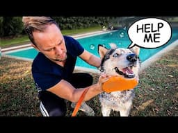 Attempting to Bathe My Outdoor Husky..And Instantly Regretting It! 🤣 Funniest Husky Bath Time Ever!