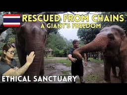 Caring for Rescued Elephants at Chiang Mai Elephant Sanctuary Thailand 🇹🇭 From Tools to Treasures