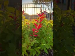 Autumn Colors in the Garden #autumnflower #gardening #fallcolors #flowers