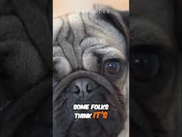 Brachycephalic Dogs #dog #shorts #shortvideo #fyp