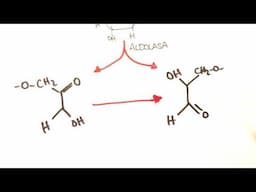 Respiración celular | 2 | Glucólisis