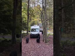 Four BEARS tried to get in our converted van 😱 #vanlife #bear #vanlifers  #bears