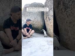 Penguins wondering what a HUMAN is doing in AFRICA