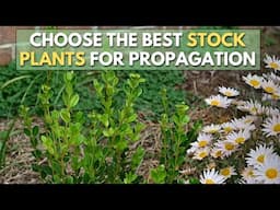 What Makes a Good STOCK PLANT for Plant Propagation?