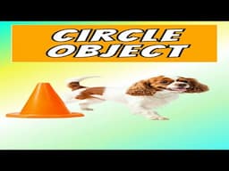 Watch My Cavalier King Charles Spaniel Go Around and Circle a Cone!