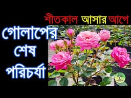 শীত আসার আগে গোলাপের শেষ পরিচর্যা / Rose Care before Winter come / roof gardening