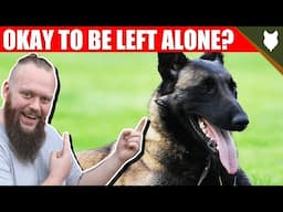 Can a MALINOIS be left alone?