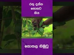 කොතල හිඹුටු - රතු දත්ත පොතට ගිය