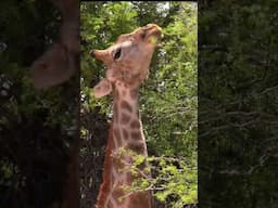 Close encounter with a giraffe