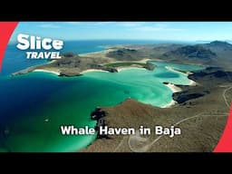 Baja California: A Sanctuary for Grey Whales | SLICE TRAVEL | FULL DOC