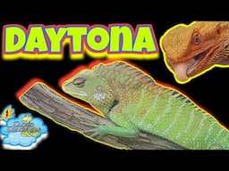 Daytona National Reptile Breeders Expo 2024. Full Walkthrough Finale