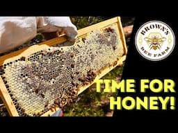 EXTRACTING HONEY from WILD TEXAS BEES