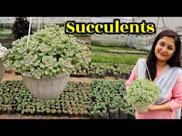 🔴SUCCULENT PLANT CARE/ TIPS TO CARE AND GROW SUCCULENT PLANTS- WATER & SOIL #succulent #gardening