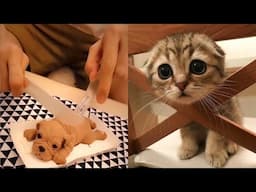 Funniest Animals 2024: 😺 Funny Cat and Dog Videos 🐈 Life Funny Pets 😸 Part 9