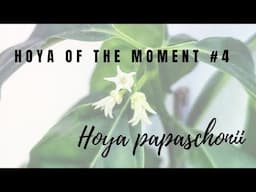 Hoya of the Moment #4: Hoya papaschonii