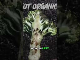 What happens when you feed an Organic and a non Organic broccoli to compost worms?