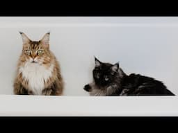 Do Maine Coons REALLY Need Baths? #MaineCoon Monday 18