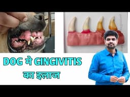 Gingivitis in dogs | Dog के मासूड़ो मे infection |Oral care of dogs