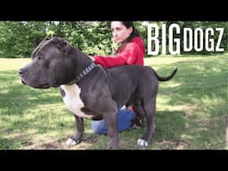 This Pit Bull Is Worth Over $100,000 | BIG DOGZ