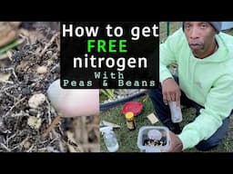 How to get free nitrogen growing Peas & Beans #garden #gardening