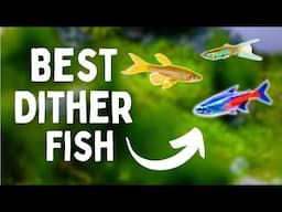 Best DITHER Fish For Your Aquarium | TOP 7