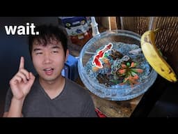 BETTA FISH BOWL DONE RIGHT | Fish Tank Review 279