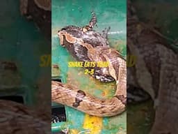 Snake Eats Toad 2-3 #snakes