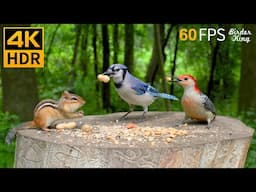 Cat TV for Cats to Watch 😺 Endless Chipmunks, Birds, Squirrels 🐿 Cat Games 4K HDR 60FPS