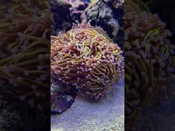 This Flowing Gold Torch Coral Is Mesmerizing! #brstv