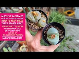 Lithops too big? How to keep 'giant' Mesembs, Lithops and Argyroderma alive