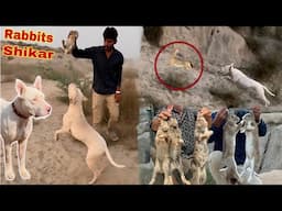 Gabbar Badmash Ny Jungle Rabbits Ka Shikar Kiya ll Bhot Sary Rabbits Paker Leay