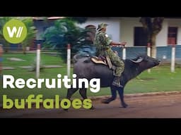 On this Amazonian island, the police ride buffaloes on patrol