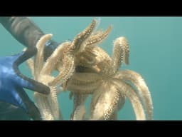 Wettie TV - Sustainable Mussel Diving in the Bay of Plenty New Zealand