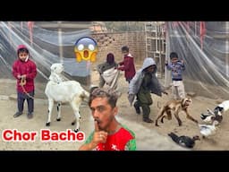 Pet House Par Chor Bacha Gang Ny Dhawa Bol Dya😱Sab Pets Chori Ho Gaye😱