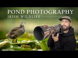 Photographing Water Birds - Irish Wildlife (Nikon z6 ii)