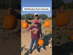 All in one place #shortvideo #viral  #applepicking #cornmaze #pumpkin #shorts #youtubeshorts