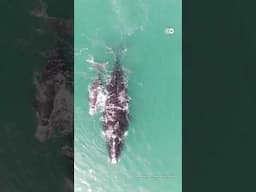 जलवायु परिवर्तन को समझने के लिए व्हेल से ली मदद [Whales help understand climate change]