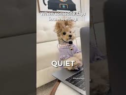 When someone tells me I’m too quiet in meetings #noodlesthepooch #funnydogs #funny #workhumor