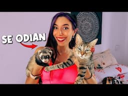 MIS GATOS CONOCEN A MI BEBÉ HURÓN | Lyna Vallejos