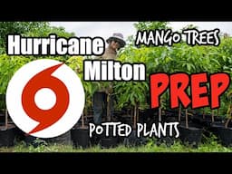 Hurricane Milton Prep for Mango Trees, Potted Plants & Grafts