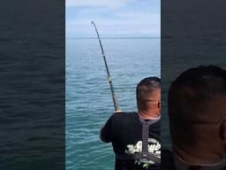 Winter Kingfish Madness!! Rockfishing for NZ Kingfish! #rockfishing #Kingfish #landbasedfishing