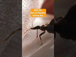 The Unkissable Kissing Bug | #DeepLook #Shorts