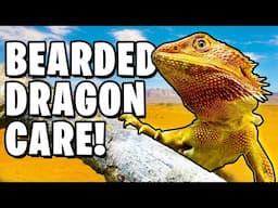 Bearded Dragon Care For Beginners!