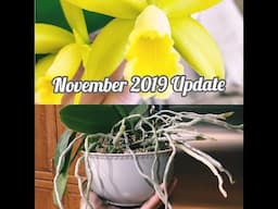 November orchid/houseplant journal