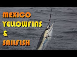 Mexico Yellowfin Tuna & White Marlin